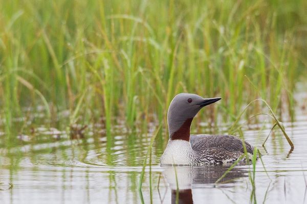 Red-throated Loon-Arctic Wetland